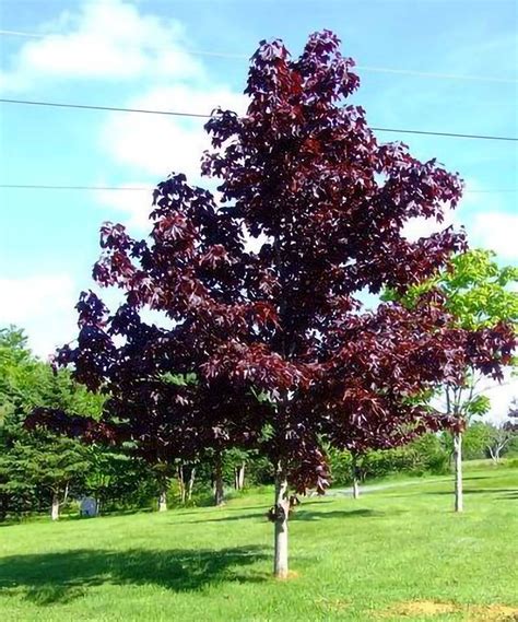 crimson king maple trees types